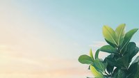 Tropical green leaves against pastel sunset sky background with copy space, natural minimalist composition for wellness and spa design.
