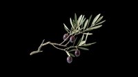 Olive branch with dark ripe olives and green leaves isolated on transparent background. Ready for t-shirt designs, clipart, stickers, print-on-demand products and sublimation projects.