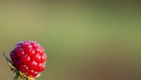 Fresh ripe red raspberry on natural blurred background. Organic summer berry fruit closeup with soft bokeh for healthy eating and nutrition concepts.