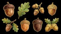 Acorns and oak leaves isolated on transparent background, ready for t-shirt design, clipart, stickers, sublimation, and print-on-demand products.
