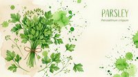 Watercolor parsley bunch with green paint splashes, botanical illustration with Latin name Petroselinum crispum, herb art for kitchen decor and packaging.