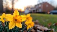 Yellow daffodil blooming in spring garden with soft sunset bokeh background and fallen autumn leaves, selective focus on single flower in foreground.