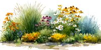 Watercolor wildflower meadow with ornamental grasses and colorful blooms in natural garden setting isolated on white background for botanical design.