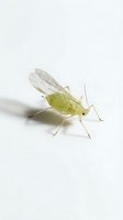 Pale green leafhopper insect isolated on white background, suitable for educational materials, nature illustrations, and scientific publications.
