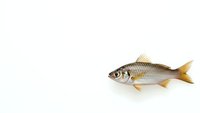 Fresh carp fish isolated on white background for culinary and seafood design projects.