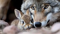 Close-up portrait of unlikely animal friendship between gray wolf and small brown rabbit showing gentle connection and natural harmony in wildlife setting.