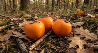 Fresh ripe persimmons scattered on autumn forest floor among fallen leaves and natural woodland debris for seasonal harvest concepts.