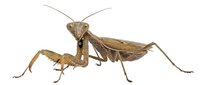 Praying mantis isolated on white background, ready for design use on merchandise, educational materials, and digital projects.