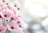 Delicate pink poppies in soft focus against light background, creating romantic floral composition with copy space. Fresh spring flowers with dark centers.