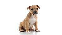 Adorable brown and white Staffordshire terrier puppy sitting on white background, looking at camera with sweet expression. Isolated studio portrait for pet adoption.