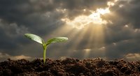 Young green seedling emerging from dark soil under dramatic stormy sky with golden sunlight rays breaking through clouds symbolizing hope and new beginnings.