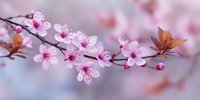 Delicate pink cherry blossoms on branch with soft blurred background, showcasing spring flowering and natural botanical beauty.