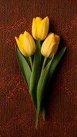 Fresh yellow tulips with green stems and leaves arranged on brown knitted wool background, creating warm contrast for spring seasonal designs and greeting cards.