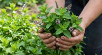 Hands holding fresh mint herbs with purple flowers in garden setting for cooking and natural remedies.