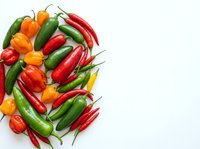 Colorful assortment of fresh hot chili peppers in red, green, orange and yellow varieties arranged on white background for culinary and cooking projects.
