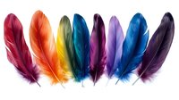Colorful rainbow feathers arranged in row on white background. Vibrant plumage collection for creative projects, crafts and decorative designs.