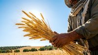 Farmer holding golden wheat sheaf in harvested field under clear sky, agricultural harvest season.