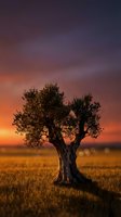 Solitary olive tree silhouetted against dramatic golden sunset sky with warm orange and purple hues over dry field landscape at dusk.