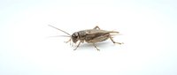 Cricket insect isolated on white background, suitable for educational materials, pest control websites, nature guides, and scientific illustrations.