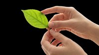 Human hand holding fresh green leaf isolated on transparent background, ready for design use on t-shirts, clipart, stickers, and print-on-demand products.