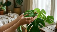 Woman hands gently touching green monstera deliciosa plant leaves in bright home interior with natural light creating peaceful plant care moment.