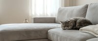 Adorable tabby cat sleeping peacefully on modern gray sofa in bright living room with natural light streaming through window creating cozy home atmosphere.