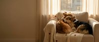 Two dogs sleeping peacefully together on cozy beige armchair by sunny window creating warm domestic scene for pet care and companionship concepts.