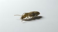 Isolated brown earwig insect on white background, suitable for educational materials, pest control websites, entomology resources, and design projects.