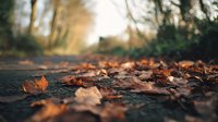 Fallen autumn leaves scattered on asphalt road with warm sunlight filtering through blurred trees creating bokeh effect in peaceful park setting.