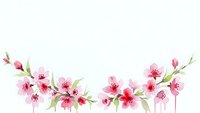 Delicate pink cherry blossom branches with soft petals and green leaves on white background, isolated floral design element for spring decorations.
