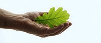 Elderly hand gently holding a fresh green oak leaf, symbolizing nature care, sustainability, and environmental awareness on a light background.