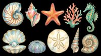 Watercolor ocean creatures and shells set isolated on transparent background, ready for t-shirt design, stickers, clipart, sublimation, and print on demand projects.