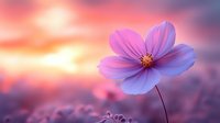 Purple cosmos flower blooming against dreamy sunset sky with soft bokeh background for nature photography and floral design projects.