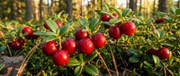 Fresh red cranberries growing on green bushes in natural forest environment during golden hour sunlight for organic food and harvest concepts.