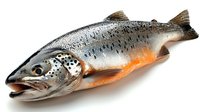 Fresh raw Atlantic salmon fish with bright silver scales and orange belly on white background, whole uncooked seafood isolated for culinary design.