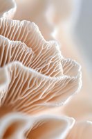 Delicate cream-colored mushroom gills in extreme macro photography showing intricate natural patterns and textures against soft blurred background.