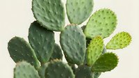 Green prickly pear cactus with flat oval pads and spines isolated on white background for botanical design and desert plant decoration projects.