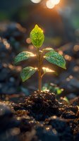 Young green plant seedling growing from soil with water drops on leaves, illuminated by warm sunlight creating magical bokeh effect. Nature awakening concept.