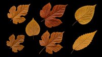 Autumn leaves collection in various shades of brown, gold, and orange isolated on transparent background. Ready for clipart, t-shirt design, stickers, sublimation, print-on-demand products and digital crafts.