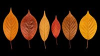 Autumn leaves collection in warm orange, red, and golden tones isolated on transparent background. Ready for t-shirt designs, clipart, stickers, sublimation, and print-on-demand projects.