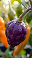 Purple chili pepper growing on plant with water droplets in organic garden with blurred orange peppers and green foliage background for culinary cooking.