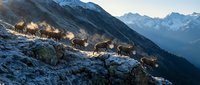 Herd of wild mountain goats traversing snowy alpine terrain at dawn with dramatic peaks in background. Wildlife migration concept for outdoor adventure content.
