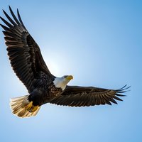 Majestic bald eagle soaring through clear blue sky with wings fully extended, showcasing powerful flight and natural freedom in wildlife photography.