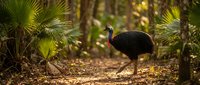 Large black cassowary bird walking through tropical rainforest with palm trees and dappled sunlight filtering through canopy creating natural wildlife habitat.