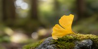 Vibrant yellow ginkgo leaf resting on moss-covered rock in forest with soft bokeh background, symbolizing autumn tranquility in nature.