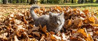 Gray kitten playing in pile of dried autumn leaves outdoors, suitable for seasonal marketing and pet-related content.