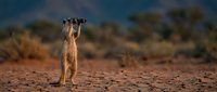 Meerkat standing alert on sandy ground in African savanna landscape with acacia trees in blurred background during golden hour wildlife photography.