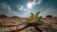 Young green plant growing through cracked dry soil in desert landscape under bright sun and blue sky with clouds, symbolizing hope and resilience.