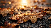 Autumn leaf with water droplets on wet asphalt surface during golden hour sunset creating warm bokeh light effects for seasonal nature backgrounds.