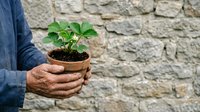 Mature male hands holding small potted seedling plant against rustic stone wall background, representing gardening, growth, sustainability and environmental care for horticultural projects.